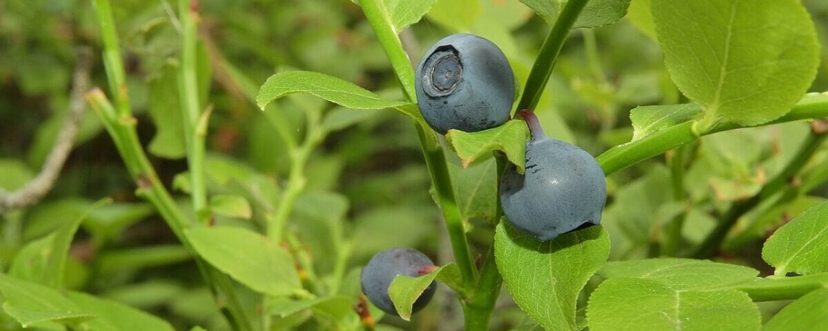Bilberries, Vaccinium myrtillus, illustrating evidence on herbs and eye health
