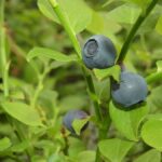 Bilberries, Vaccinium myrtillus, illustrating evidence on herbs and eye health
