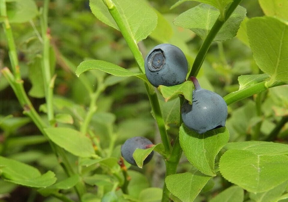 Bilberries, Vaccinium myrtillus, illustrating evidence on herbs and eye health